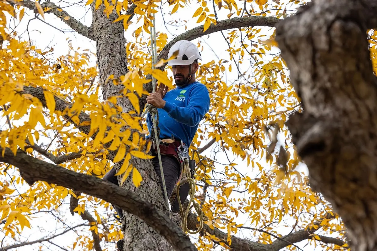 Skilled Tree Planting crew working in Mcalester
